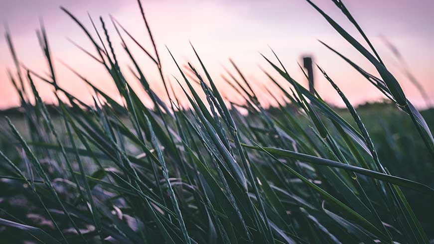 COP28 Green Grasses